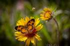 USA-Colorado-Young Gulch. Great spangled fritillary butterfly and bee. Art Print